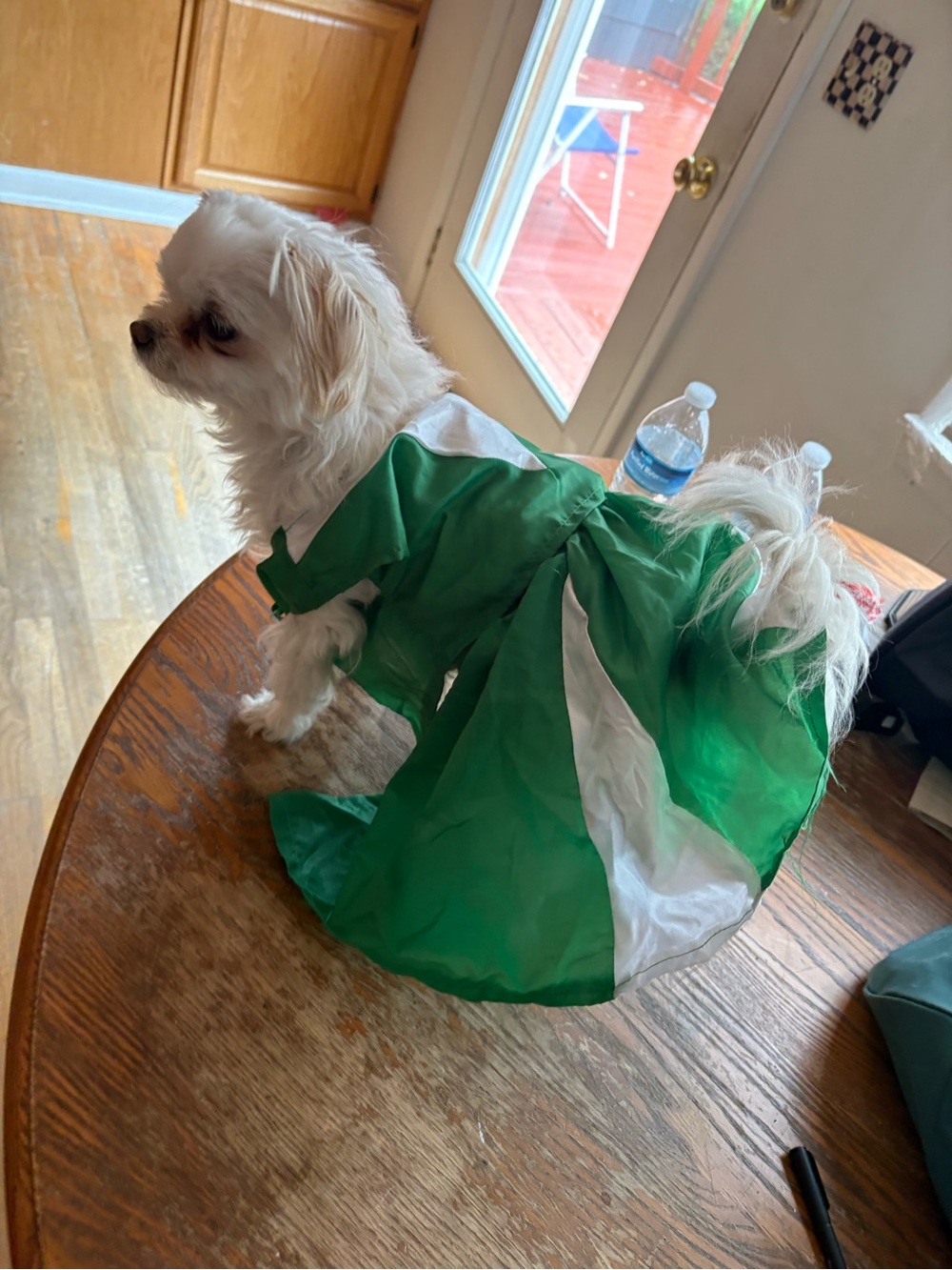 SMALL - Halloween cheer Green & White Dog Dress Pet Costume - up to 15 pound dog
